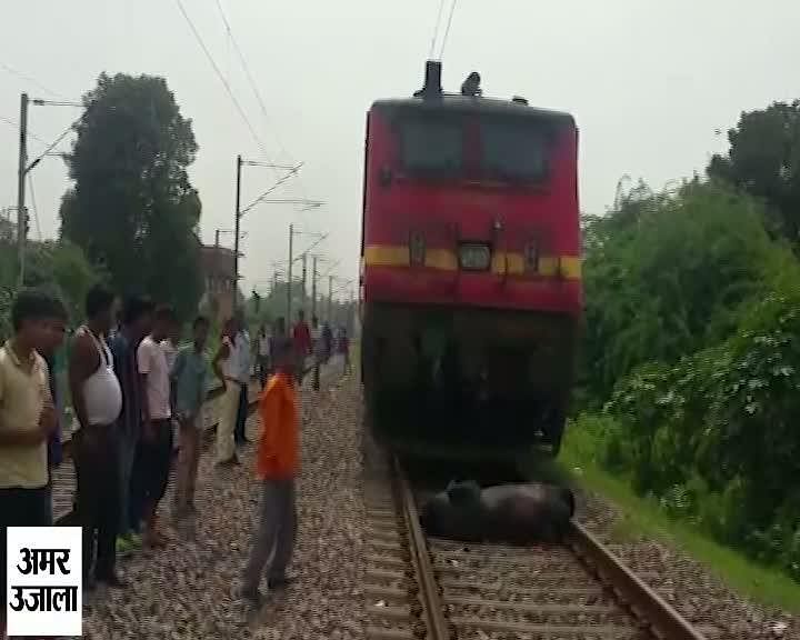 जानवर की ट्रेन से कटकर मौत