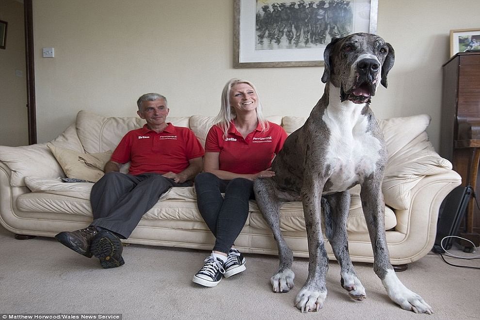 World's Tallest Dog? - 7 फिट का यह दुनिया का 'सबसे बड़ा' कुत्ता,डरता है अपनी परछाई से - Amar Ujala Hindi News Live