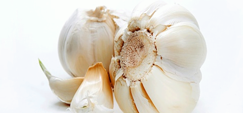 rajasthan jodhpur high court question rajasthan government about garlic