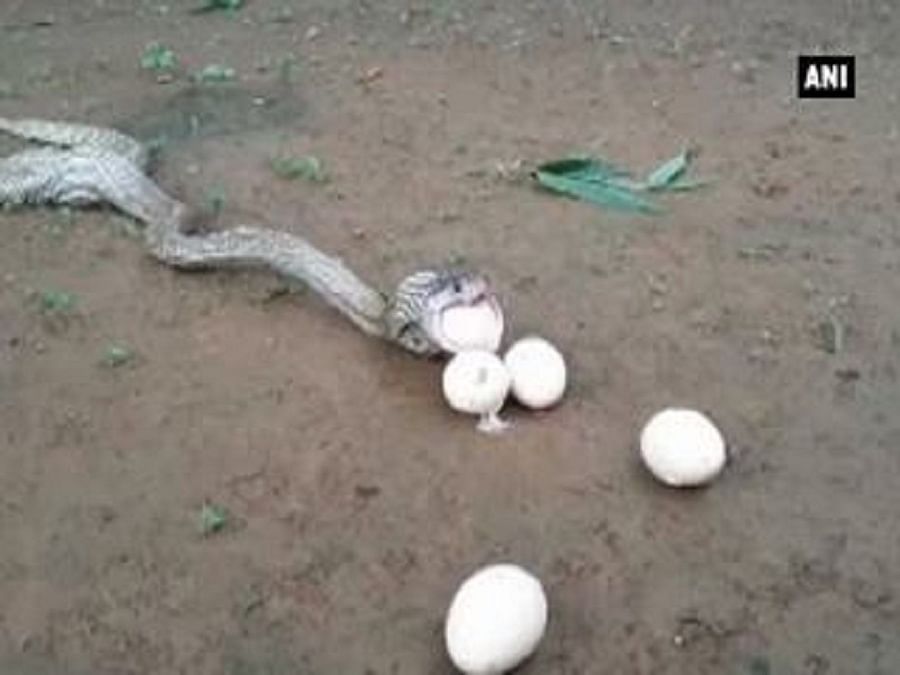 किंग कोबरा ने उगले अंडे