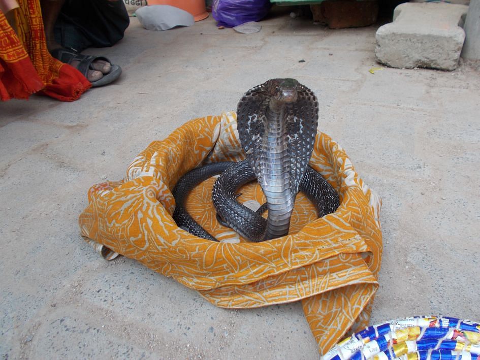 नागपंचमी आज : दूध-लावा चढ़ाकर पूजे जाएंगे नागदेव नाग पंचमी