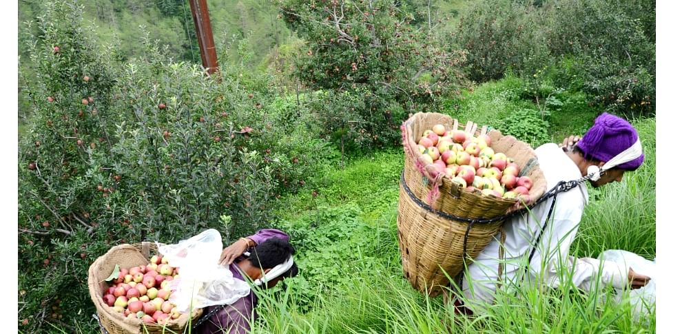 Apple Season स ब स जन म प रत प ट म द र पय बढ क र य Amar Ujala Hindi News Live
