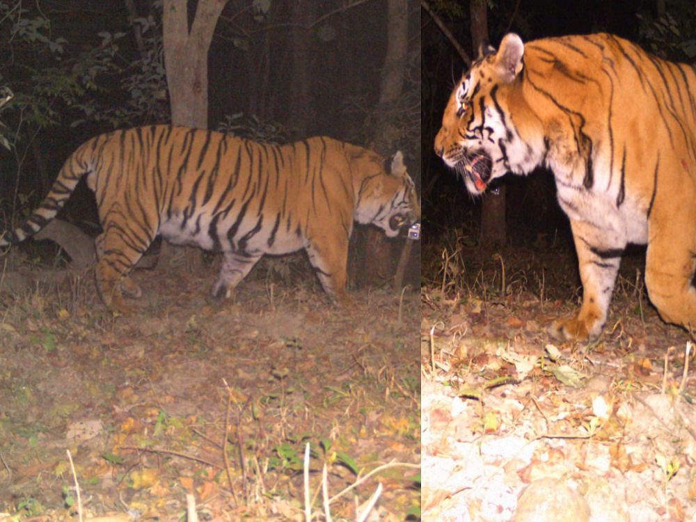 information about tiger in hindi Amazing animal facts in hindi - जानवरों से जुड़ी इन 23 बातों को जानने के बाद आप हैरत में पड़ जाएंगे । please लिंक पर क्लिक करें।. information about tiger in hindi Amazing animal facts in hindi - जानवरों से जुड़ी इन 23 बातों को जानने के बाद आप हैरत में पड़ जाएंगे । please लिंक पर क्लिक करें।.