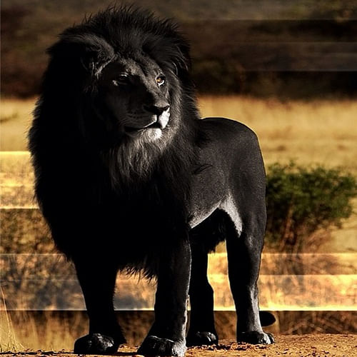 Black Lion Have Been Rumored From All Around The Globe य ह द न य क इकल त क ल श र ज न ए इस तस व र क सच Amar Ujala Hindi News Live