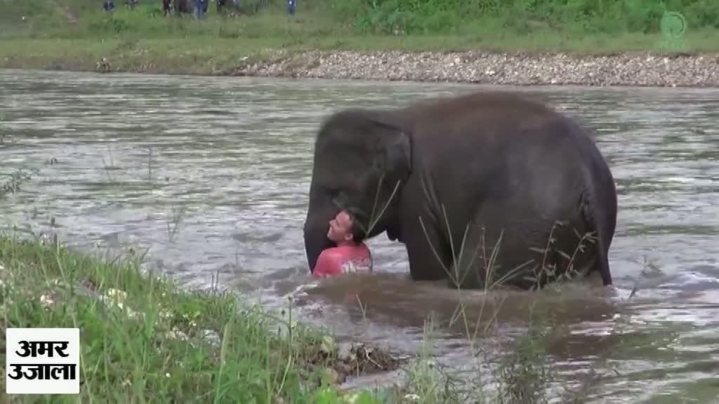 थाईलैंड हाथी