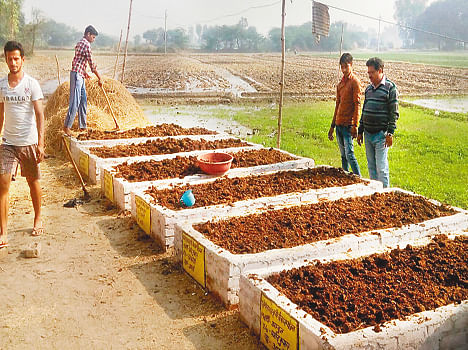 Making Two Thousand Acres Of Organic Farming - ढाई हजार एकड़ में कराई जा  रही जैविक खेती - Amar Ujala Hindi News Live
