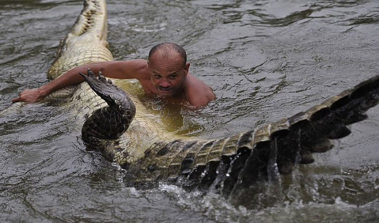 A Man And A Crocodile Friendship इस शख स न मगरमच छ क बन य थ अपन ज गर य र Amar Ujala Hindi News Live