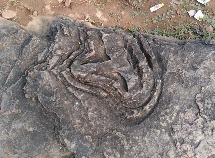 Fossil Found Rajgadhahi Hill हजाराें साल पुराने जीवाश्म बने कौतूहल