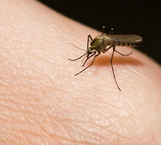 Les moustiques du paludisme ont commencé à se reproduire même dans les régions froides