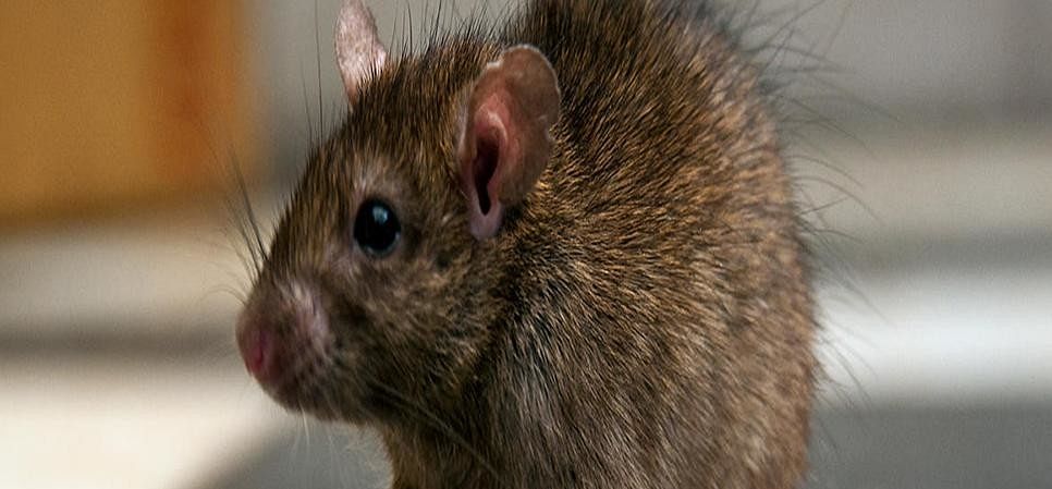 Image result for घर में चूहें