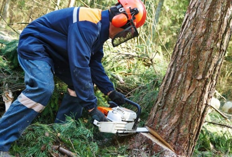 tree cutting