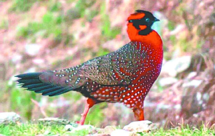 after all the rare satire tragapan bird à¤à¤ à¤°à¤ à¤° à¤¨à¤à¤° à¤à¤¯ à¤¦ à¤° à¤²à¤­ à¤¸à¤¤ à¤¯à¤° à¤ à¤° à¤ à¤ª à¤¨ à¤ªà¤ à¤· amar ujala hindi news live after all the rare satire tragapan bird à¤à¤ à¤°à¤ à¤° à¤¨à¤à¤° à¤à¤¯ à¤¦ à¤° à¤²à¤­ à¤¸à¤¤ à¤¯à¤° à¤ à¤° à¤ à¤ª à¤¨ à¤ªà¤ à¤· amar ujala hindi news live