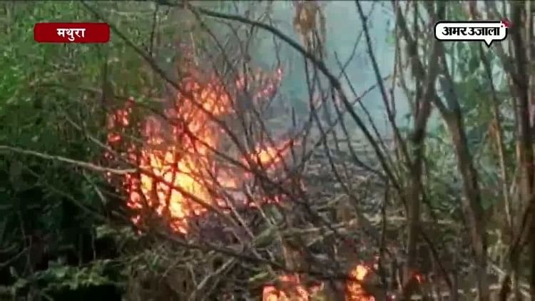 मथुरा में पांच दर्जन जंगलों में लगी आग 