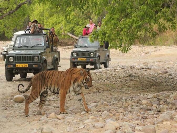 High alert in Rajaji Tiger Reserve on New Year 2020