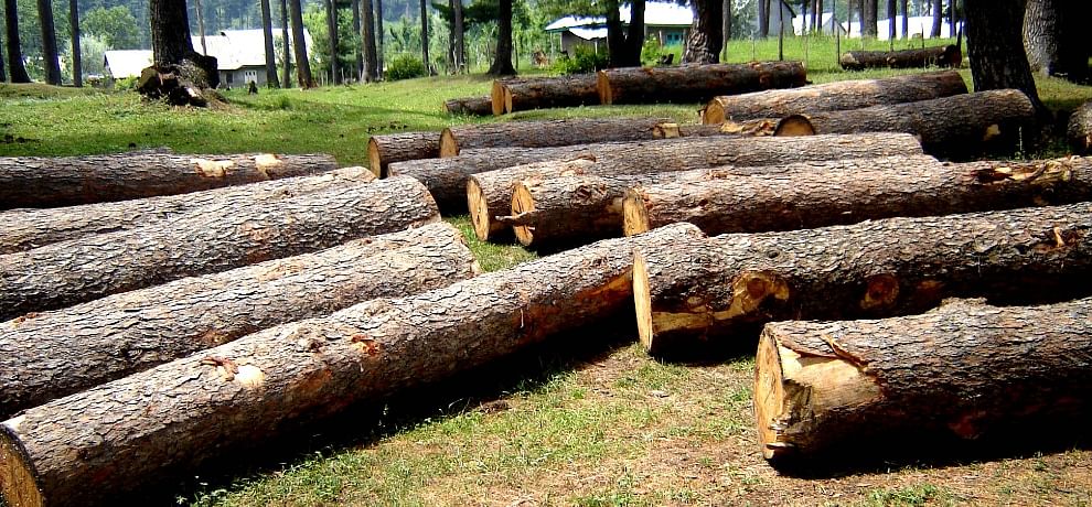 Himachal Govt Nod For Cutting Of Trees क स न अब क ट सक ग 23 प रज त य क प ड अध स चन ज र Amar Ujala Hindi News Live