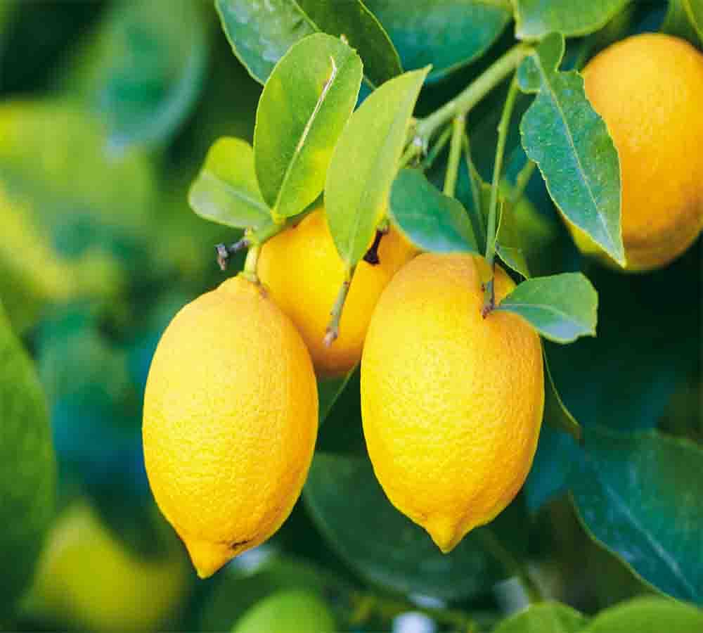 Lemon To Remove Vastu Dosh - टोटका ही नहीं वास्तुदोष भी कम करता है नींबू, जानिए कैसे - Amar Ujala Hindi News Live