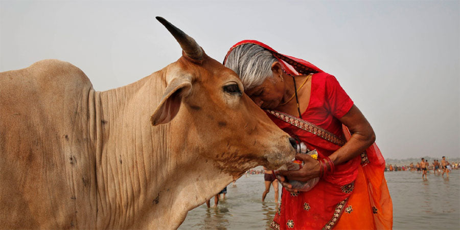 गाय को दें भोजन