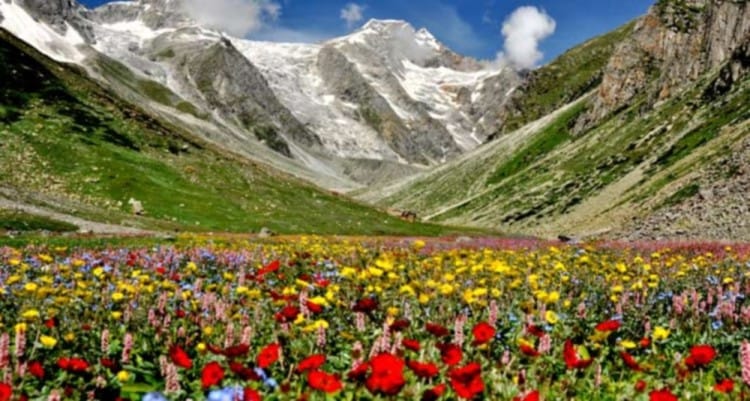 flowers of valley