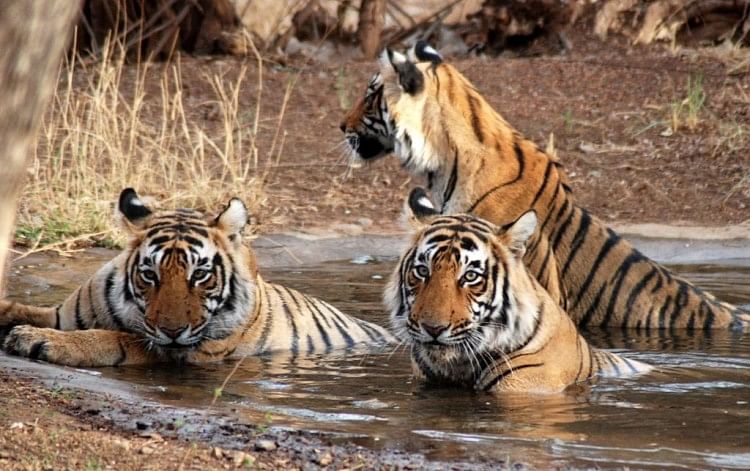 International Tiger Day Special Story यह छ ट स इल क म ह अपन ह क मत चल त ह ब घ इस तरह न भ त ह भ ईच र Amar Ujala Hindi News Live