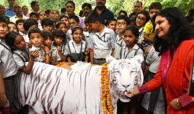 White Tiger Tenth Birthday Celebrated In Delhi Zoo सफ द ट इगर व ज क 10व बर थड पर क ट गय 10 क ल क क क Amar Ujala Hindi News Live