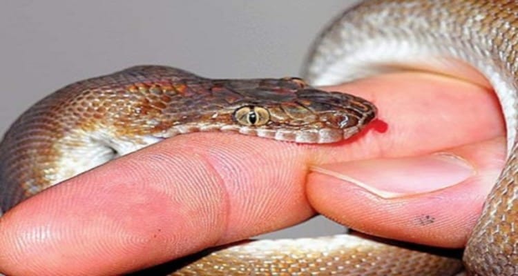 Woman Hospitalized After Snake Bite 
