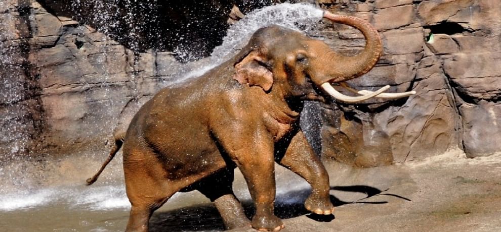 World Elephant Day Program To Save Wild Elephant From Smuggling And Hunt वर ल ड एल फ ट ड ह थ य क बच न क ल ए श र ह आ प र ग र म Amar Ujala Hindi News Live