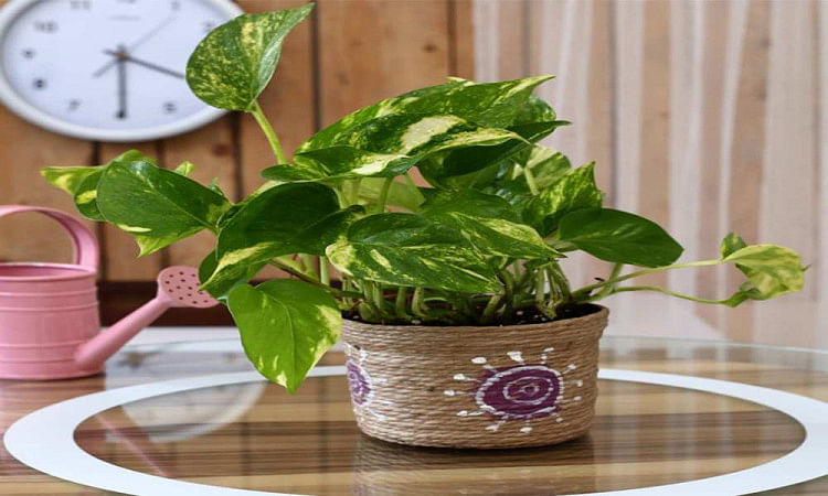 घर में इन पौधों को लगाने से चमकता है आपका भाग्य, आती है सुख-समृद्धि money plant