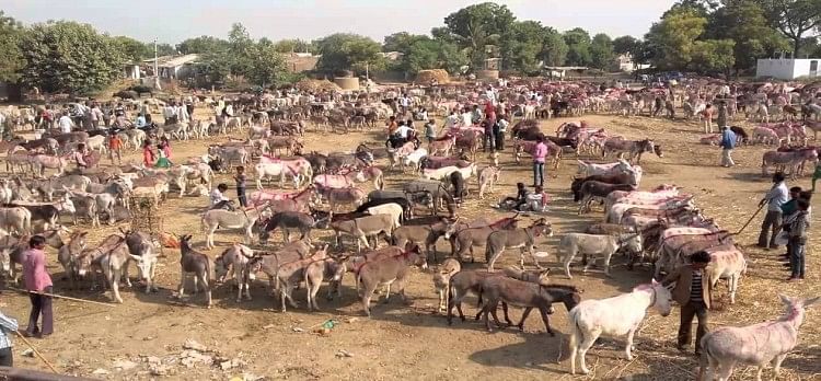 Image result for madhya-pradesh-the-historical-fair-of-donkey-in-chitrakoot