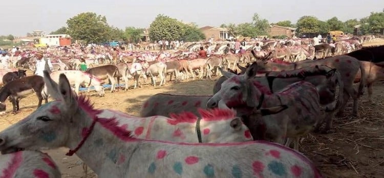 Image result for madhya-pradesh-the-historical-fair-of-donkey-in-chitrakoot
