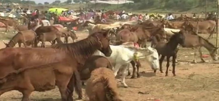 Image result for madhya-pradesh-the-historical-fair-of-donkey-in-chitrakoot