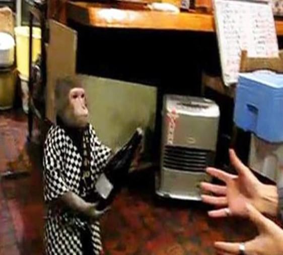 The Worlds Most Unique Restaurant In Japan Monkeys Works As Waiter दुनिया का सबसे अनोखा