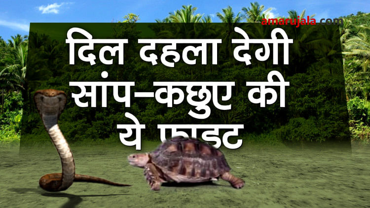 This fight between snake and turtle will give you goose bumbs special story