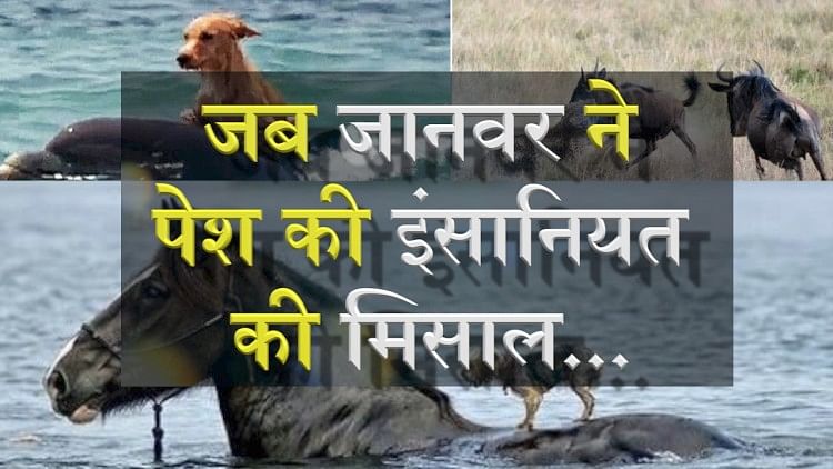 some amazing animals who saved life of other animals life special video