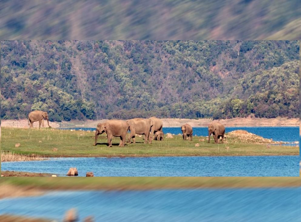 Rajaji National Park Entry Will Not Easy न्यू ईयर पर अगर यहां आने का है प्लान, तो जरा ध्यान