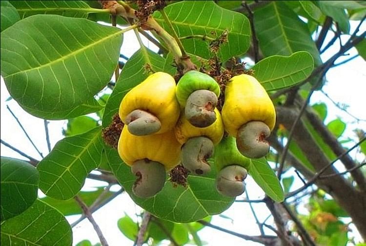 These Facts About Cashews You Probably Never Knew About