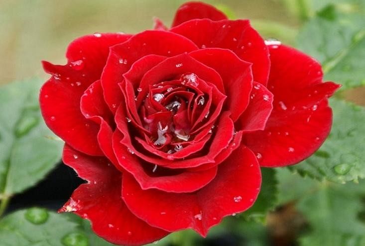 Rose Day 2018 Best Sher On Rose Day - इज़हार-ए-इश्क़ ...
