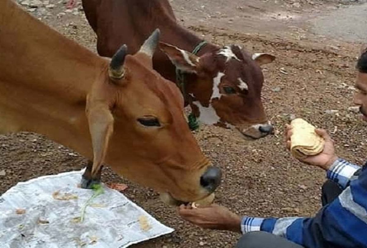 cow-cess-of-one-rupee-on-liquor-bottle-in-himachal-american-technology