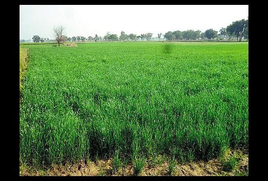 Seasonal Hit On Wheat Crop पछ त ग ह क फसल पर म सम क म र Amar Ujala Hindi News Live