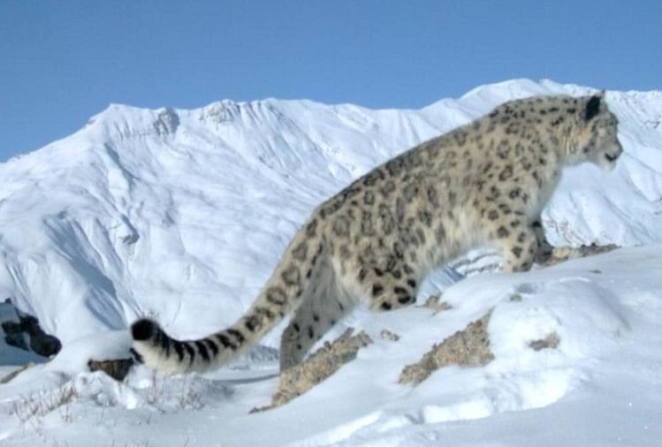 Uttarakhand Signs Of Snow Leopard In Valley Of Flowers फ ल क घ ट म ह म त द ए क म ल स क त बर फ प घलन क ब द ट र प क मर स ह ग प ष ट Amar Ujala Hindi