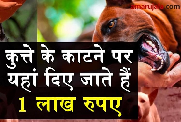  stray dog menace spreads like wildfire, chandigarh gives compensation on dog bite