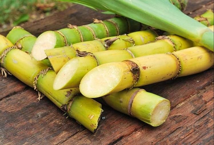 Sugarcane Crop Price And Good Days Of Farmers - गन्ना किसानों के अच्छे दिन,  सुप्रीम कोर्ट का फैसला भी मददगार - Amar Ujala Hindi News Live