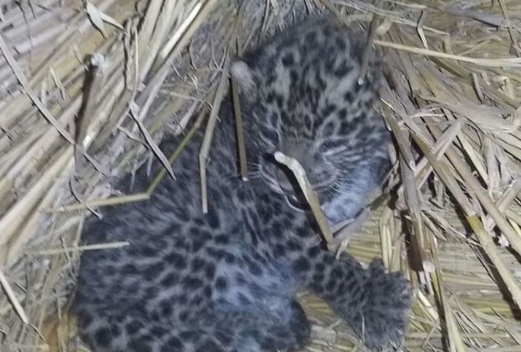 Uttarakhand: Two leopard cub died due to vehicle collision