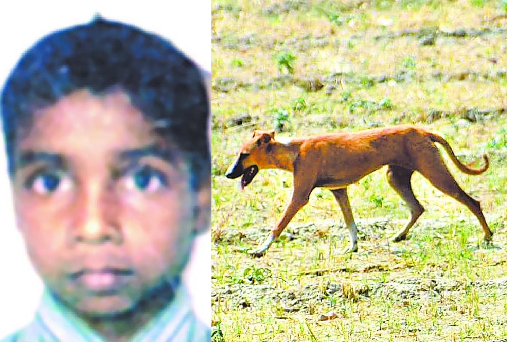 Dogs Killed Another Child In Sitapur स त प र म प च द न म छठ म त क त त न एक और बच च क न च न चकर म र ड ल तस व र Amar Ujala Hindi News Live