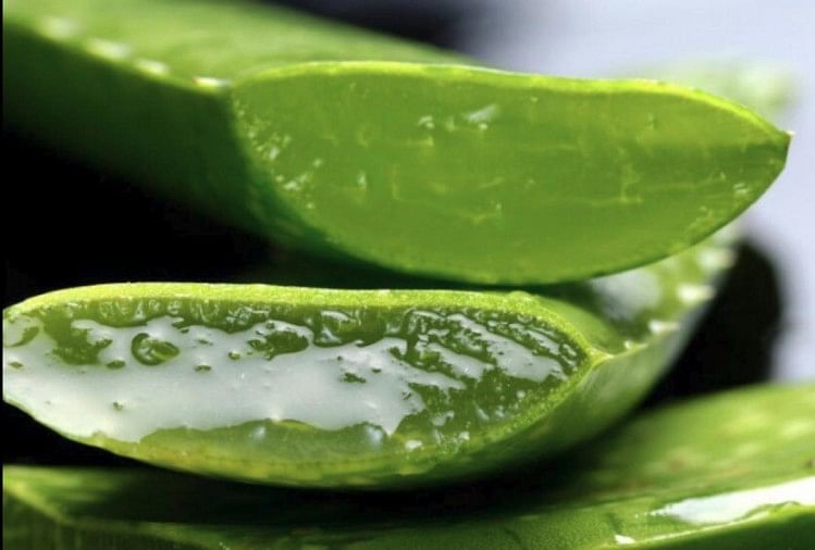 aloe vera