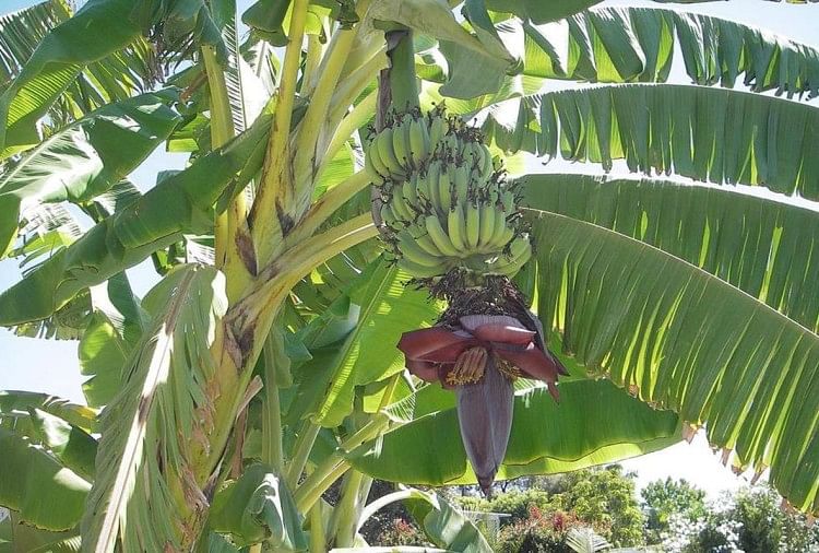 banana tree