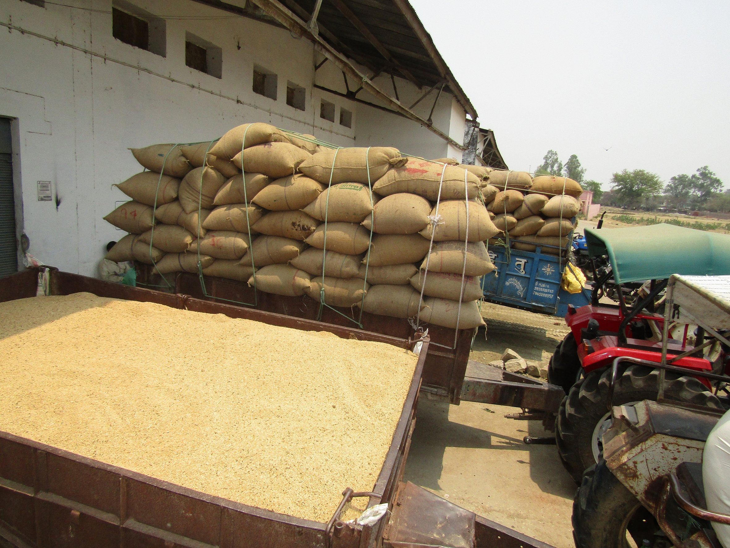 Uttarakhand: Wheat Support Price Increased - उत्तराखंडः गेहूं का समर्थन  मूल्य 65 रुपये प्रति क्विंटल बढ़ा, मुख्यमंत्री ने बैठक में लिया फैसला -  Amar Ujala Hindi News Live
