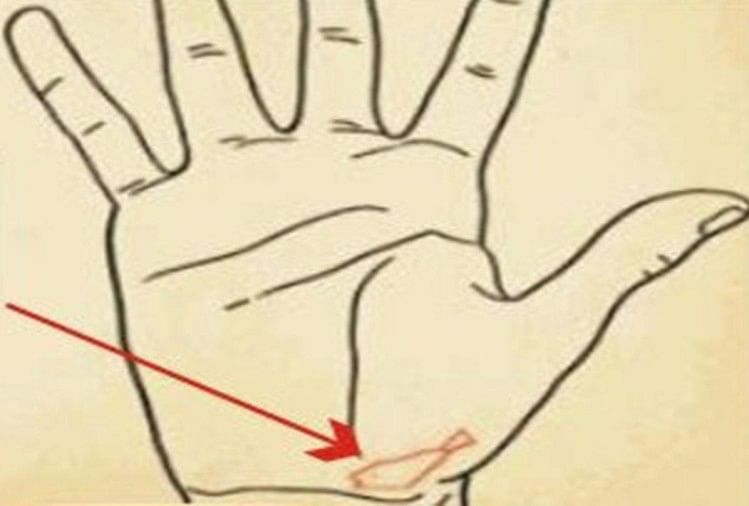 palm