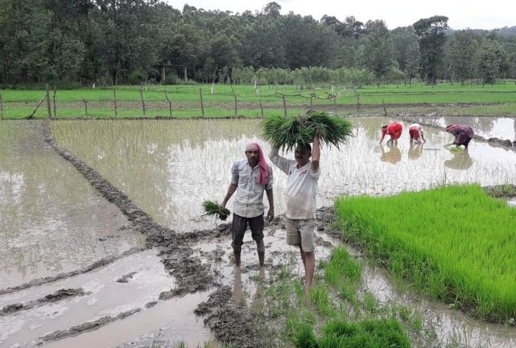 Unseasonal paddy cultivation will be stop in Udham Singh Nagar negative results are behind