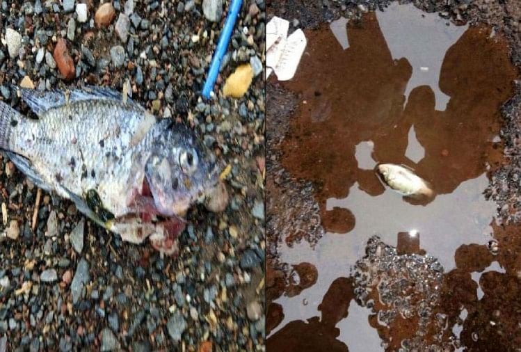 Fish Rain On Outside Sheikh Salim Chisti Dargah In