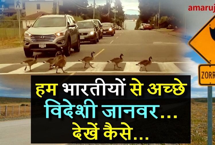 road crossing difference between human and animals